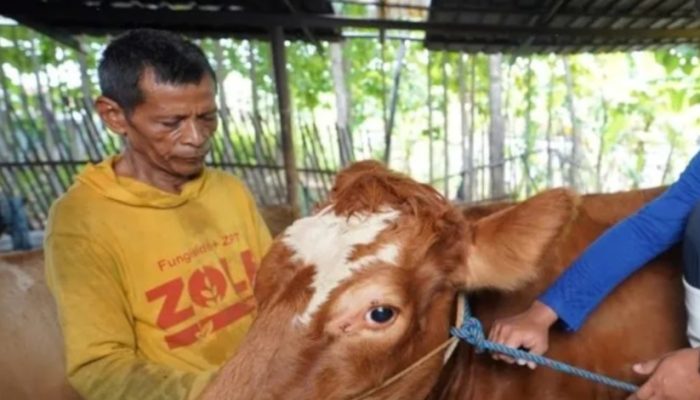 DKPP Kota Madiun minta peternak tak panik dengan kasus PMK