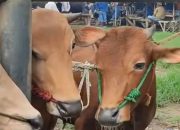 Pemkab Sumenep kerahkan 39 petugas atasi penyakit sapi misterius