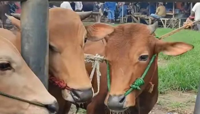 Pemkab Sumenep kerahkan 39 petugas atasi penyakit sapi misterius