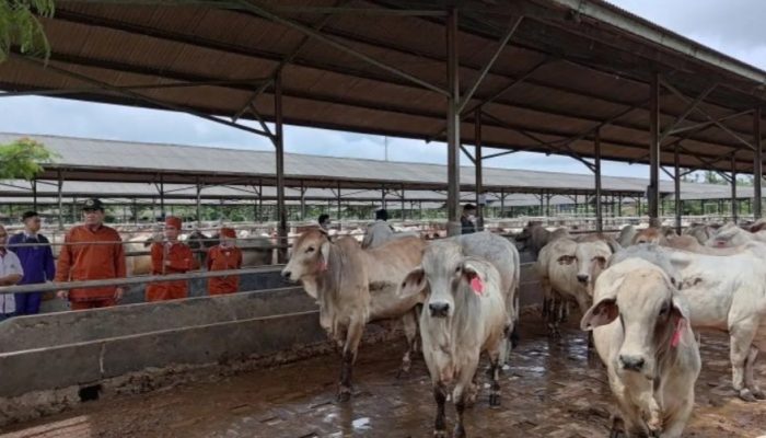 Badan Karantina pastikan sapi impor Astacita bebas dari PMK