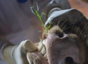 Kasus PMK, Pemprov Jatim tutup dua pasar hewan