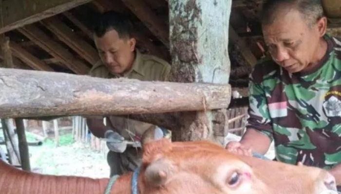 Pacitan pastikan penanganan wabah PMK optimal