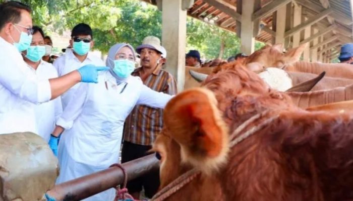 Gubernur Jatim pastikan sapi layak jual saat wabah PMK