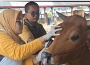 Disnakkan Situbondo sidak peternak jelang Idul Adha