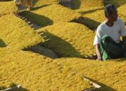 Lindungi Petani Tembakau, Disperindag Pamekasan Gencarkan Pengawasan Pabrikan dan Perbatasan