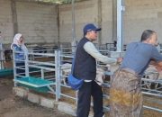 Pemkab Probolinggo Fasilitasi Pengawasan Kesehatan Ternak Impor Australia