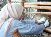 Vaksinasi Rutin DPKP Kota Madiun Jaga Status Nol Kasus PMK
