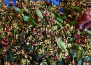 Produksi Cengkih Madiun Merosot Akibat OPT BPKC dan Cuaca Ekstrem