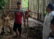 Upaya Pemkab Magetan Mencegah PMK dan Mengembalikan Populasi Ternak