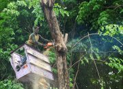Siaga Musim Hujan , Pemkot Surabaya Gencarkan Perantingan hingga Peremajaan Pohon Tua
