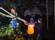 Puting Beliung Terjang Sleman, Bale Umbul Ngandong Rusak Tertimpa Pohon Ketapang