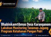Bhabinkamtibmas Desa Karanganom Lakukan Monitoring Tanaman Jagung Program Ketahanan Pangan Polri