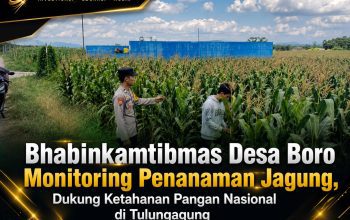 Bhabinkamtibmas Desa Boro Monitoring Penanaman Jagung, Dukung Ketahanan Pangan Nasional di Tulungagung