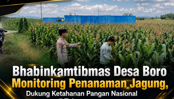 Bhabinkamtibmas Desa Boro Monitoring Penanaman Jagung, Dukung Ketahanan Pangan Nasional di Tulungagung