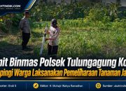 Unit Binmas Polsek Tulungagung Kota Dampingi Warga Laksanakan Pemeliharaan Tanaman Jagung