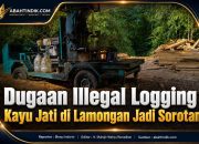Dugaan Illegal Logging Kayu Jati di Lamongan Jadi Sorotan