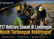 217 Hektare Sawah di Lamongan Masih Terdampak Kekeringan